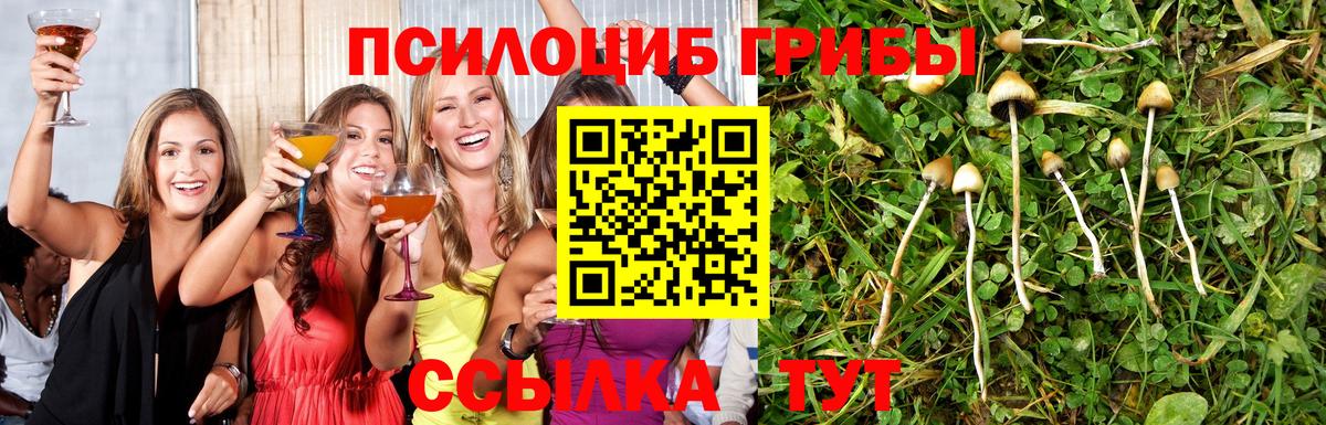 Наро-Фоминск  Галлюциногенные грибы Psilocybe  Вход с VPN 